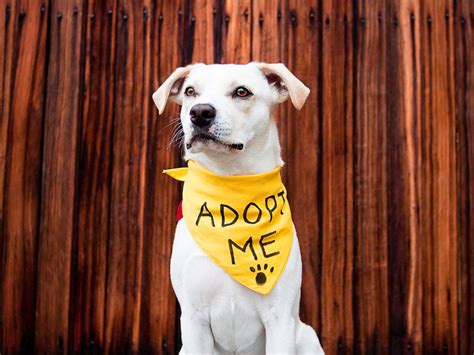 Adopt A Dog .